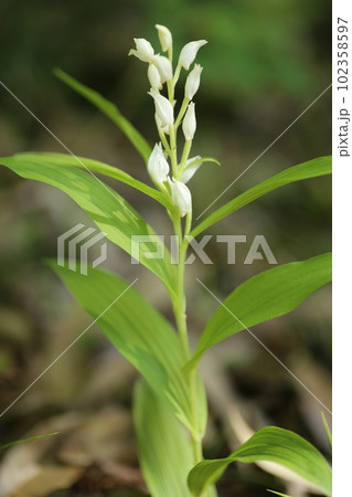 里山の林下にひっそりと咲く、稀少なギンランの花 102358597
