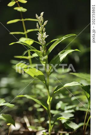 里山の林下にひっそりと咲く、稀少なギンランの花 102358601