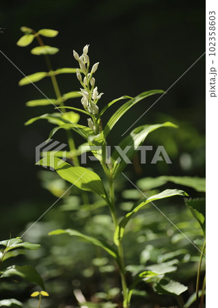 里山の林下にひっそりと咲く、稀少なギンランの花 里山の林下にひっそりと咲く、稀少なギンランの花 102358603