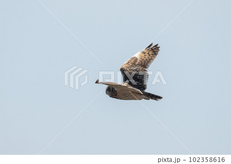コミミズクの飛翔 102358616