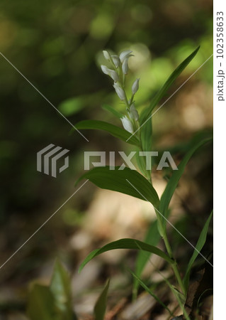 里山の林下にひっそりと咲く、稀少なギンランの花 102358633