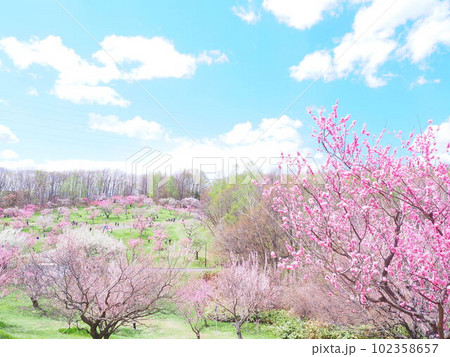 北海道の絶景 平岡公園の梅林 102358657