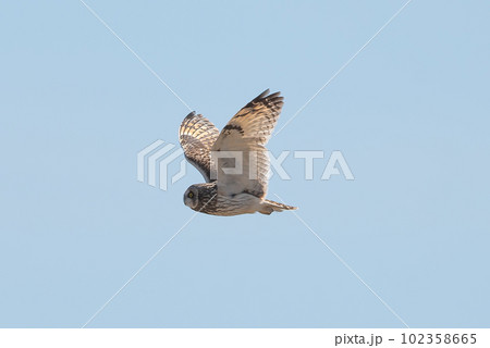 コミミズクの飛翔 コミミズクの飛翔 102358665