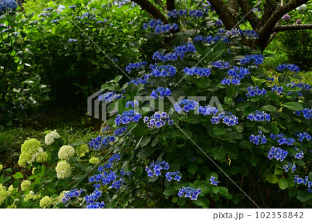文保寺の紫陽花 文保寺の紫陽花 102358842