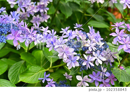 文保寺の紫陽花 文保寺の紫陽花 102358843