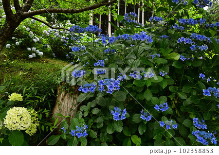 文保寺の紫陽花 文保寺の紫陽花 102358853