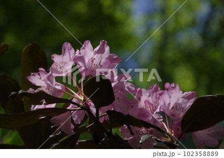 シャクナゲの花 102358889