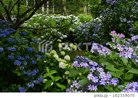 文保寺の紫陽花 文保寺の紫陽花 102359070