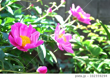 芍薬 102359294