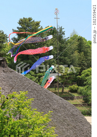 屋根より高い鯉のぼり　青空に泳ぐ鯉のぼり 102359421