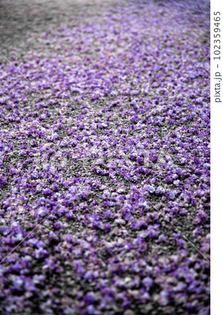 茨城県笠間市 藤の花咲く笠間稲荷神社 茨城県笠間市 藤の花咲く笠間稲荷神社 102359465