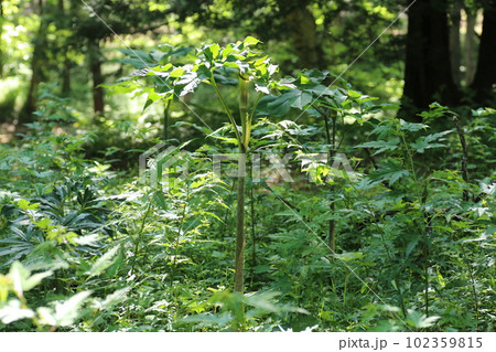 林の中で咲く、サトイモ科の植物、マムシグサ 102359815