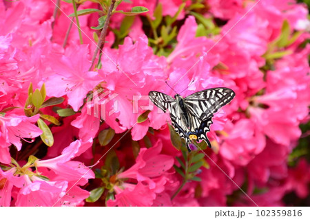 京都府立植物園 102359816