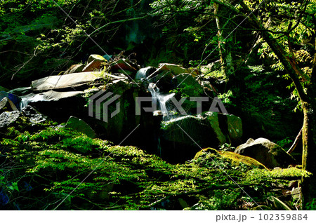 神奈川県 箱根、飛竜の滝の風景 102359884