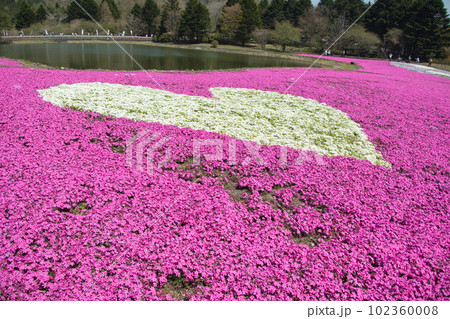 鮮やかな芝桜咲く 102360008