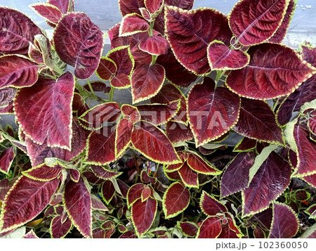 Close up of coleus plant leaves background Close up of coleus plant leaves background 102360050