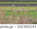 コミミズクの飛翔 102360143