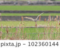 コミミズクの飛翔 102360144