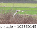 コミミズクの飛翔 102360145