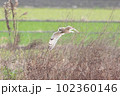 コミミズクの飛翔 102360146