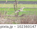 コミミズクの飛翔 102360147