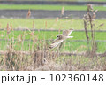 コミミズクの飛翔 102360148