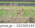 コミミズクの飛翔 102360149