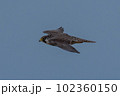 ハヤブサの飛翔 102360150