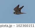 ハヤブサの飛翔 102360151