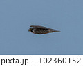 ハヤブサの飛翔 102360152