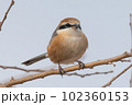 モズ 102360153