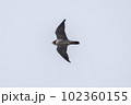 ハヤブサの飛翔 102360155