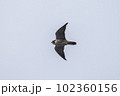 ハヤブサの飛翔 102360156