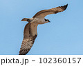 ミサゴ 102360157