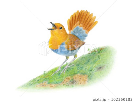 さえずるコマドリ　手描き　色鉛筆画 102360182