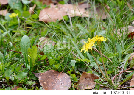 京都府立植物園 102360191