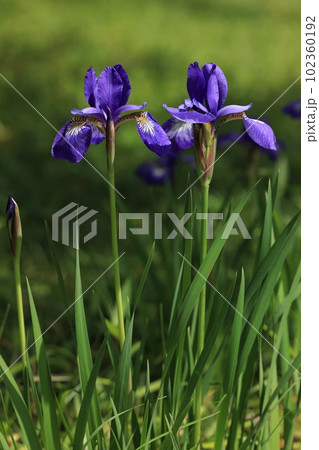 自然　植物　アヤメ、初夏に咲く花。乾燥した地面を好み日当たりの良い草地などに自生しています 102360192