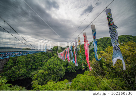 茨城県常陸太田市　新緑の竜神大吊り橋と鯉のぼり 102360230