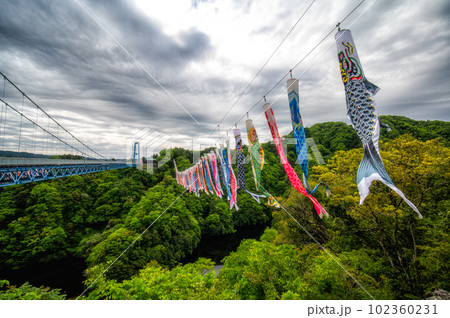 茨城県常陸太田市　新緑の竜神大吊り橋と鯉のぼり 102360231