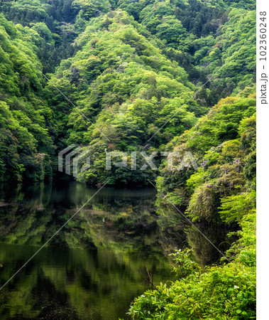 茨城県常陸太田市 新緑の竜神大吊り橋と鯉のぼり 茨城県常陸太田市 新緑の竜神大吊り橋と鯉のぼり 102360248