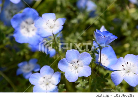 京都府立植物園 102360288