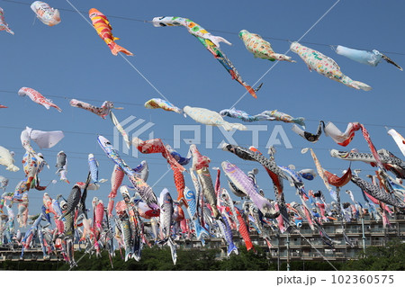 こいのぼり　鯉のぼり　大阪府高槻市　芥川桜堤公園　JR高槻駅　JR京都線　こどもの日　5月5日　祝日 102360575