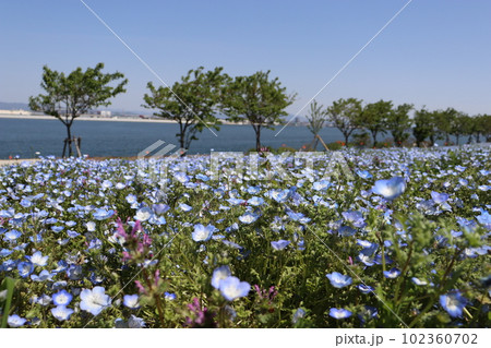ネモフィラ祭り 舞洲 大阪市此花区 ネモフィラ 明石海峡公園 大阪府 兵庫県淡路市 ネモフィラ祭り 舞洲 大阪市此花区 ネモフィラ 明石海峡公園 大阪府 兵庫県淡路市 102360702