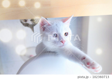 可愛い猫、野良猫の保護猫、オッドアイの白猫仔猫 102360713