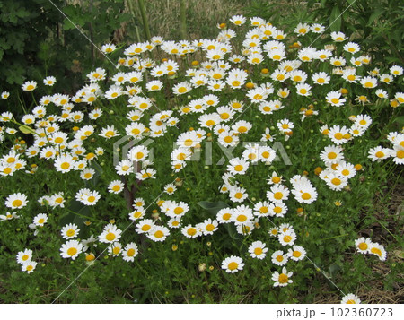 こじま花の会花畑の春の花ノースポールの可愛い白い花 こじま花の会花畑の春の花ノースポールの可愛い白い花 102360723