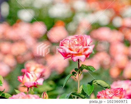 美しい初夏の景色　匂い立つような美しさの満開の春バラ 102360971