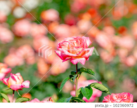 美しい初夏の景色　匂い立つような美しさの満開の春バラ 102360972