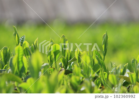 五月の茶畑　八十八夜　お茶の新芽 102360992