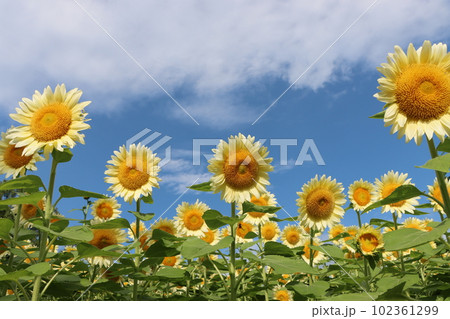ひまわり畑の夏らしい風景が広がる馬見丘陵公園-七 102361299