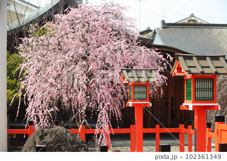 車折神社の枝垂れ梅 102361349